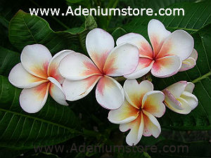 (image for) Plumeria Rubra Doung Suree 6 Seeds